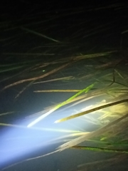 Sparganium emersum