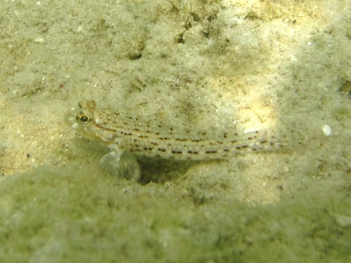 Goby (Istigobius ornatus) — Gobiidae — 4