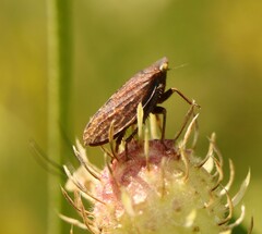 Aphrodes