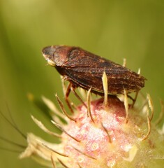 Aphrodes