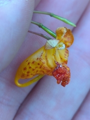 Impatiens capensis