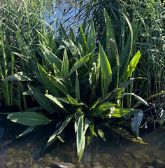 Rumex hydrolapathum