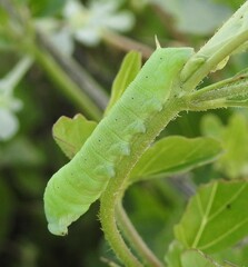 Proserpinus terlooii