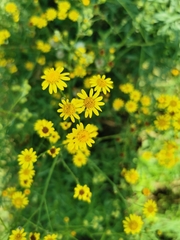 Senecio inaequidens