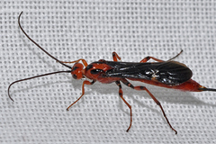 Glyptomorpha pectoralis