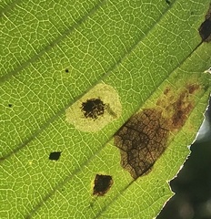 Cameraria ulmella