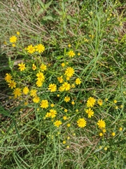 Senecio inaequidens