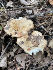 Russula ochroleuca