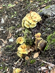 Pleurotus citrinopileatus