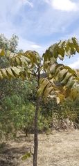 Juglans neotropica
