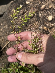 Rorippa sessiliflora