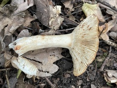 Russula ochroleuca