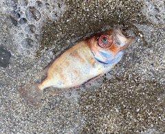 Heteropriacanthus cruentatus