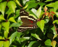 Anartia fatima