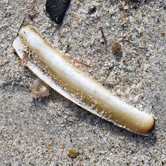 Ensis