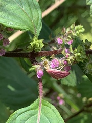 Pyrausta inornatalis