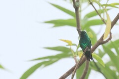 Chlorostilbon melanorhynchus