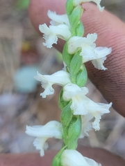 Spiranthes cernua