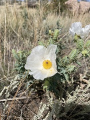 Argemone polyanthemos