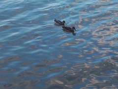 Anas platyrhynchos