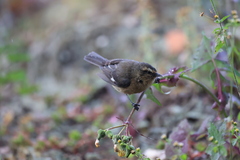 Conirostrum cinereum