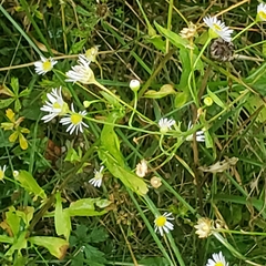 Erigeron annuus