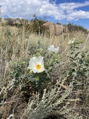 Argemone polyanthemos