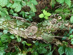 Trametes versicolor