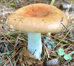 Russula decolorans
