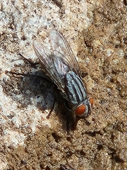 Sarcophagidae