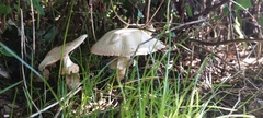 Agaricus augustus