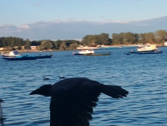 Corvus cornix