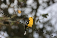 Pheucticus chrysogaster