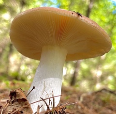 Russula decolorans
