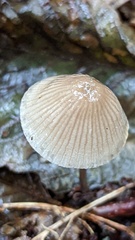 Mycena arcangeliana