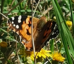 Vanessa cardui