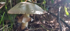 Agaricus augustus