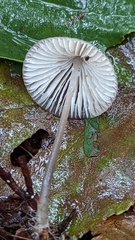 Mycena arcangeliana
