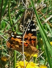 Vanessa cardui