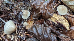 Mycena arcangeliana