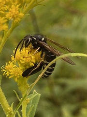 Dolichovespula arctica