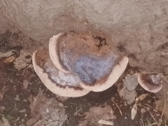 Ganoderma resinaceum