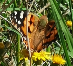 Vanessa cardui