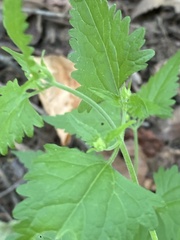 Fleischmannia incarnata