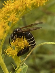 Dolichovespula arctica