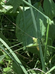 Conocephalus brevipennis