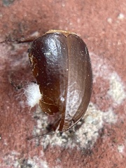 Tenebrionidae