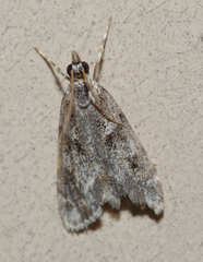 Scoparia basalis