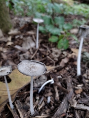 Coprinopsis lagopus