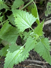 Fleischmannia incarnata